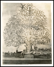 fau_14080-Thumbnail Image.jpg