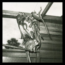 fau_3076-Thumbnail Image.jpg