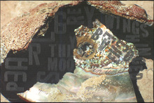 fau_33141-Thumbnail Image.jpg