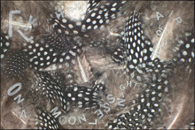 fau_33149-Thumbnail Image.jpg