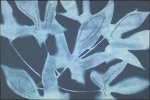 fau_33177-Thumbnail Image.jpg