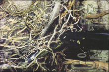 fau_33194-Thumbnail Image.jpg