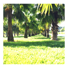 fau_35953-Thumbnail Image.jpg