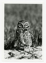 fau_38195-Thumbnail Image.jpg