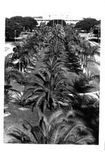 fau_38321-Thumbnail Image.jpg