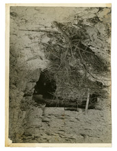 fau_42301-Thumbnail Image.jpg