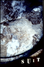 fau_7370-Thumbnail Image.jpg