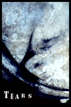 fau_7372-Thumbnail Image.jpg