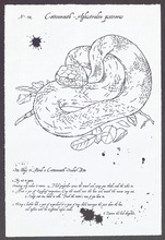 fau_7414-Thumbnail Image.jpg